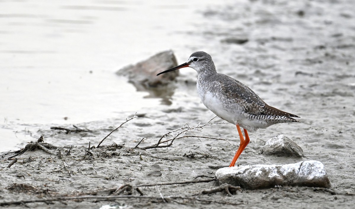 Totano moro - ML646236248