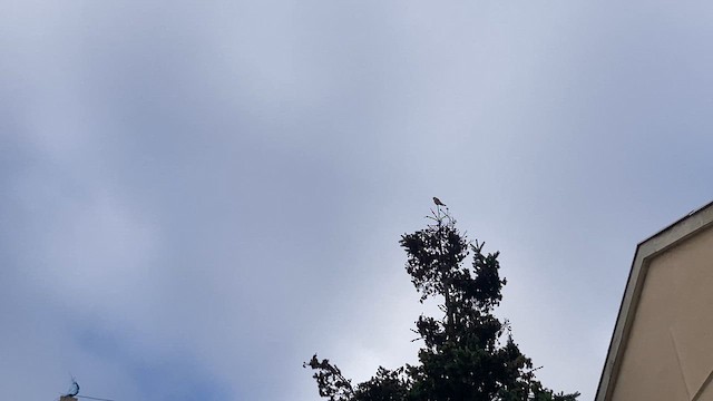 American Kestrel - ML646236252