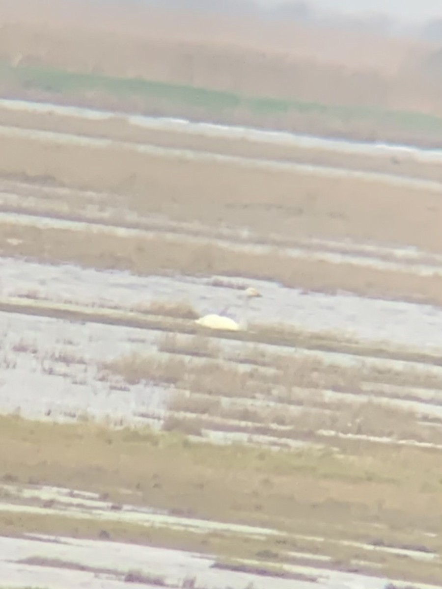 Tundra Swan - ML646236258