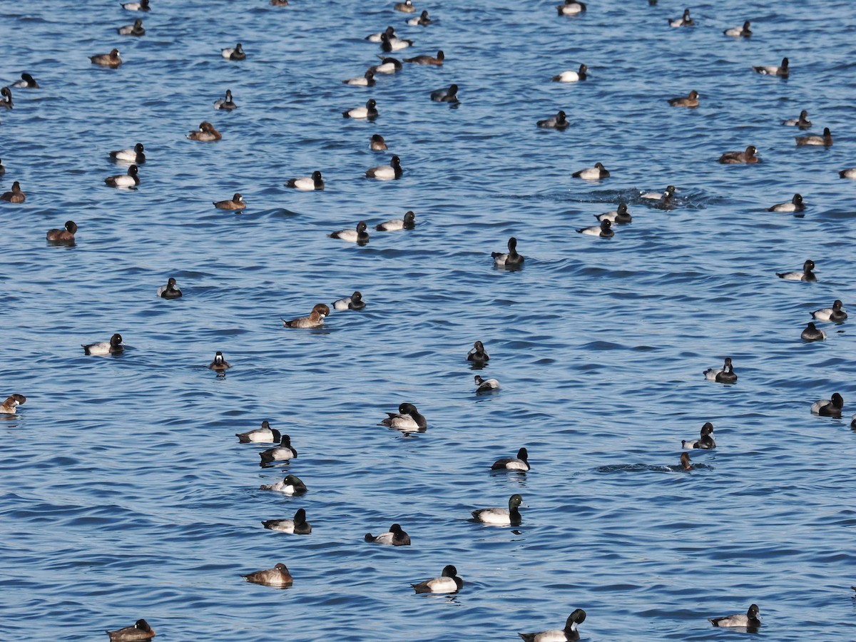 Greater Scaup - ML646236262