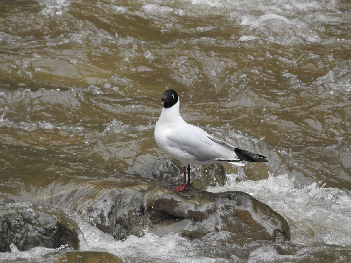Mouette des Andes - ML646236263