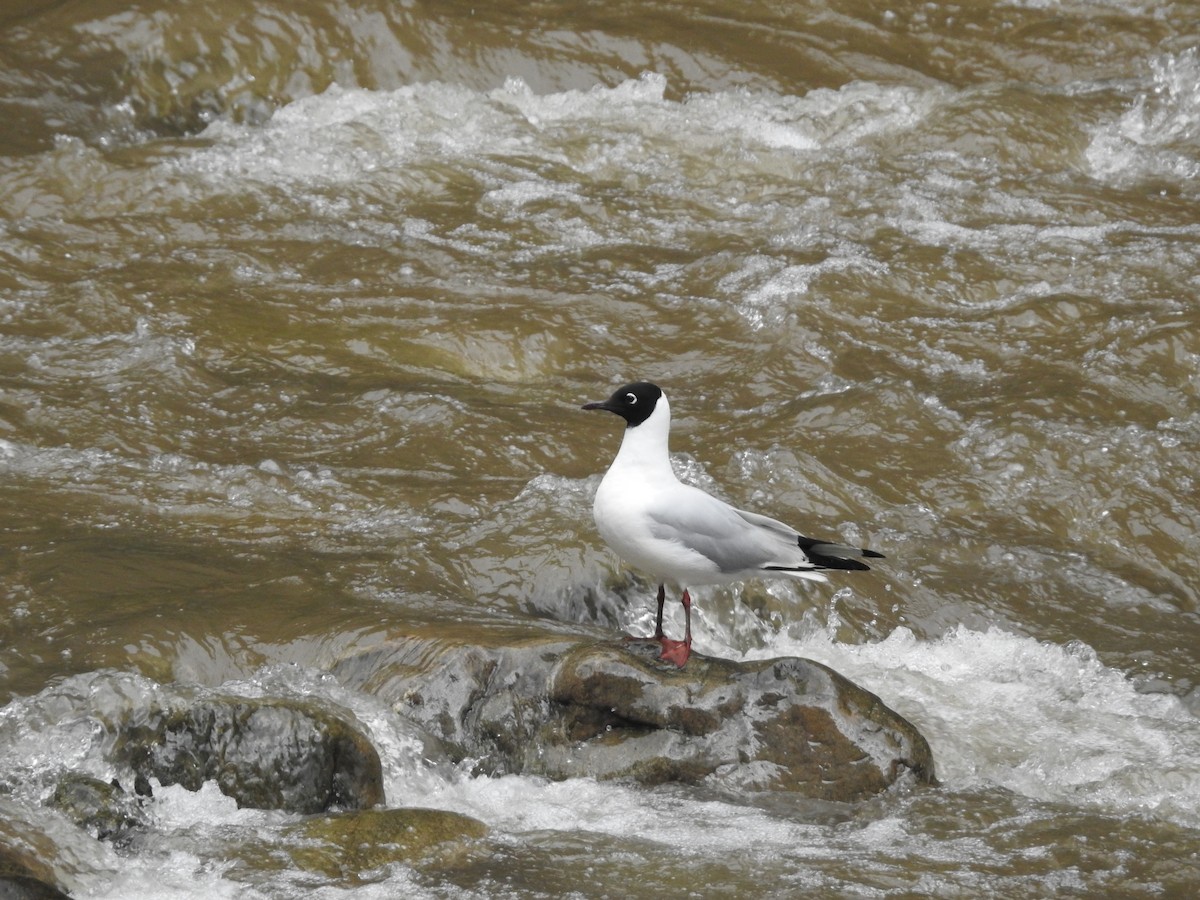 Mouette des Andes - ML646236264