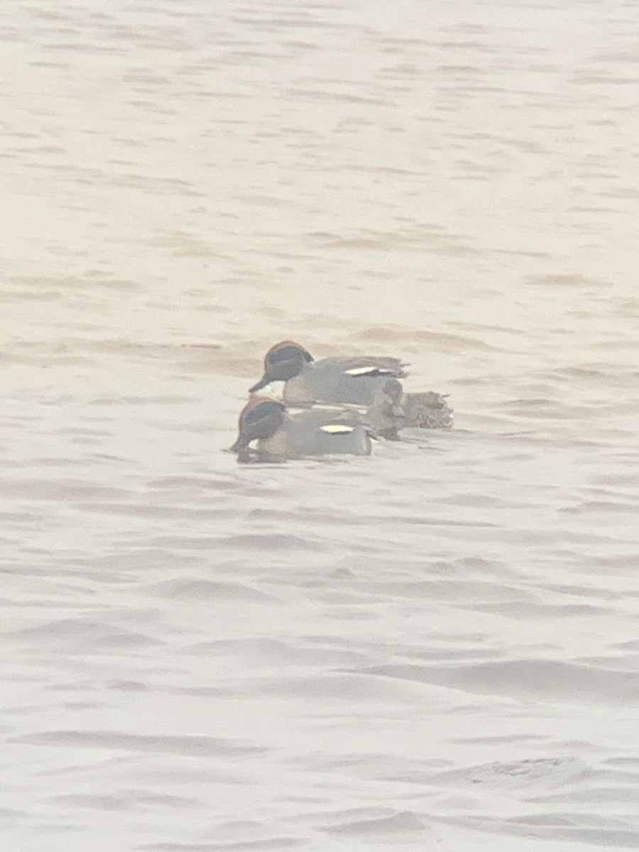 Green-winged Teal - ML646236267