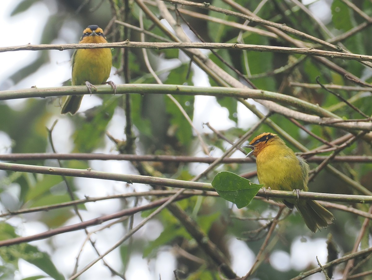 Orange-browed Hemispingus - ML646236269