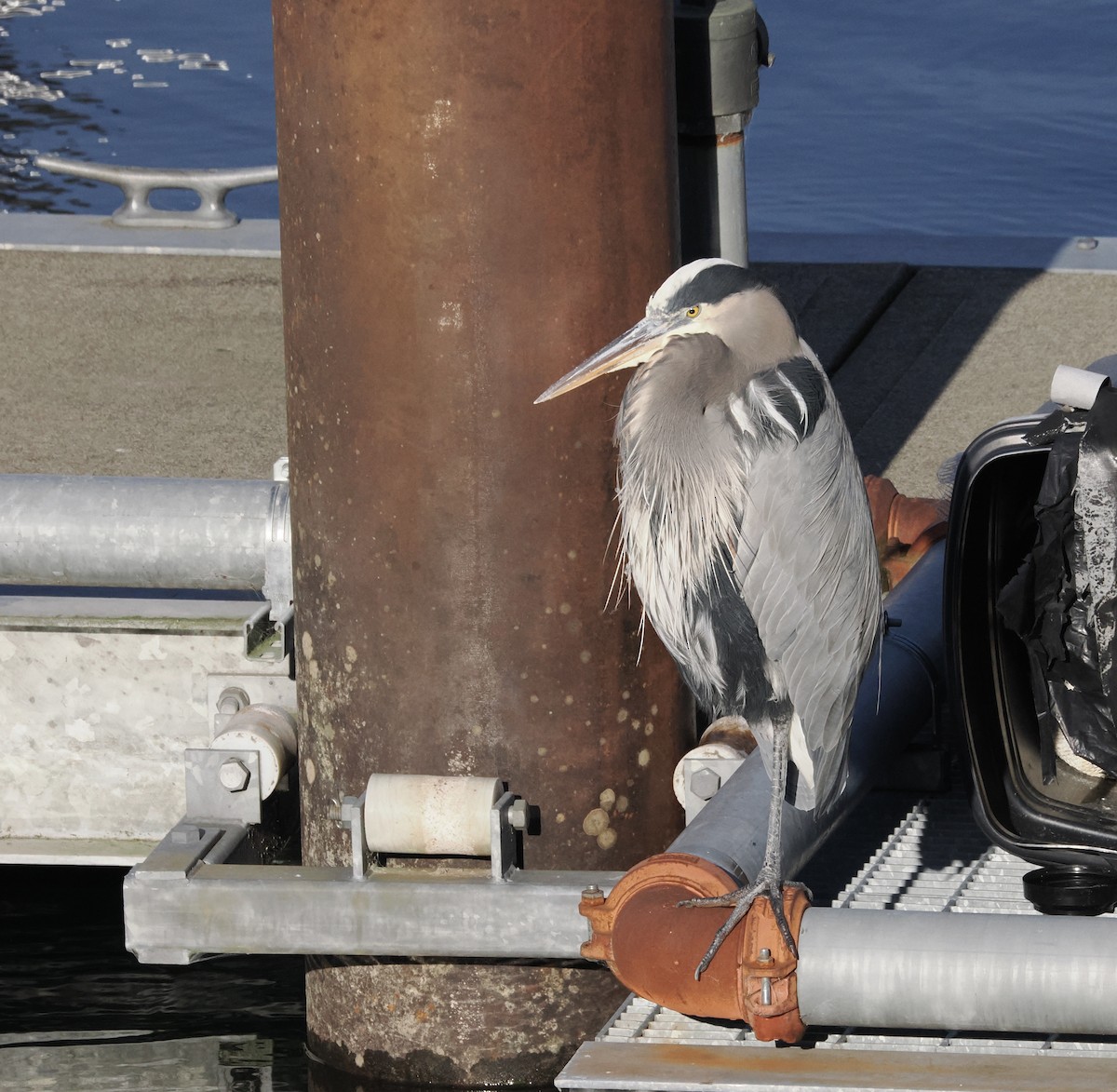 Great Blue Heron (Great Blue) - ML646236270