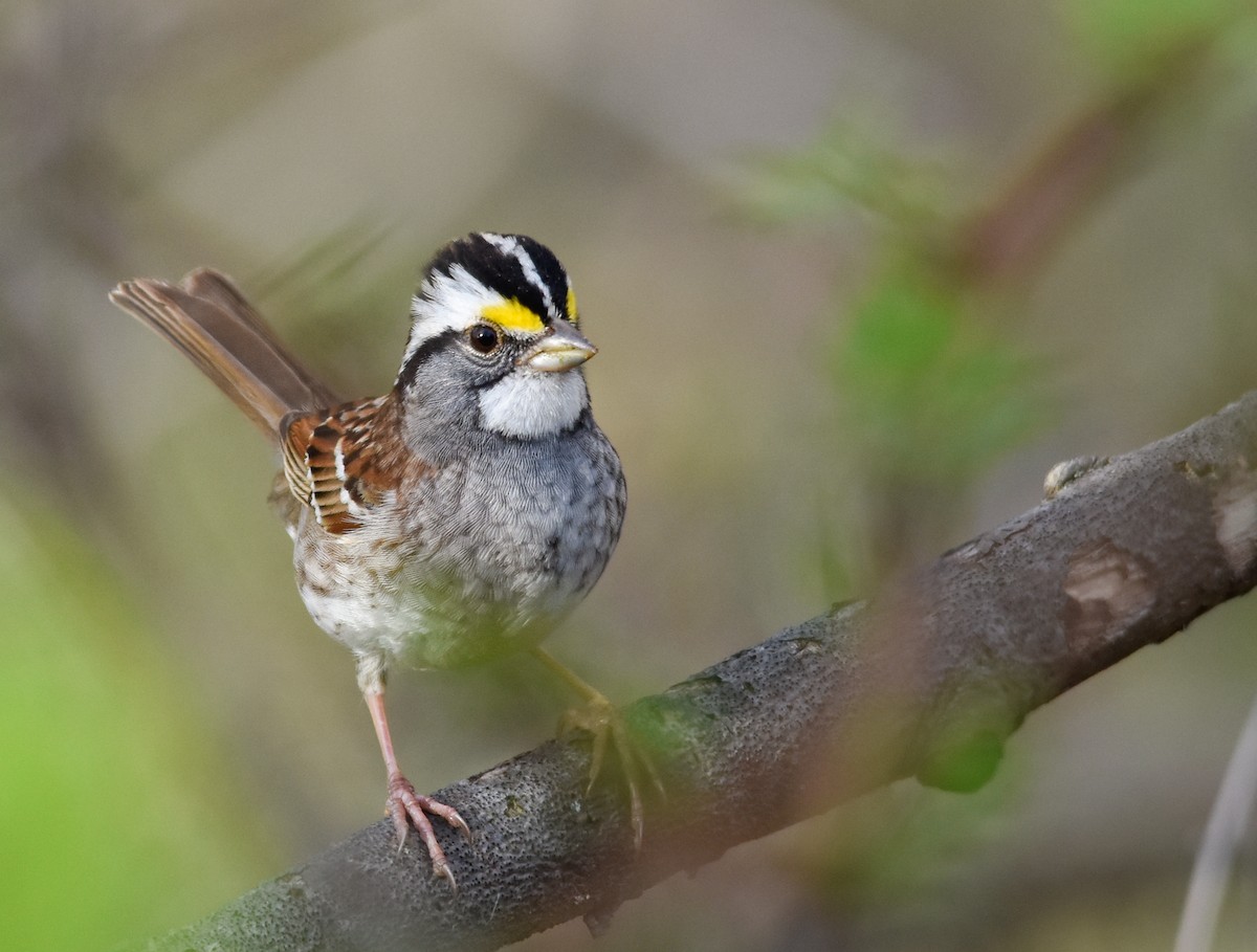 White-throated Sparrow - ML646236272