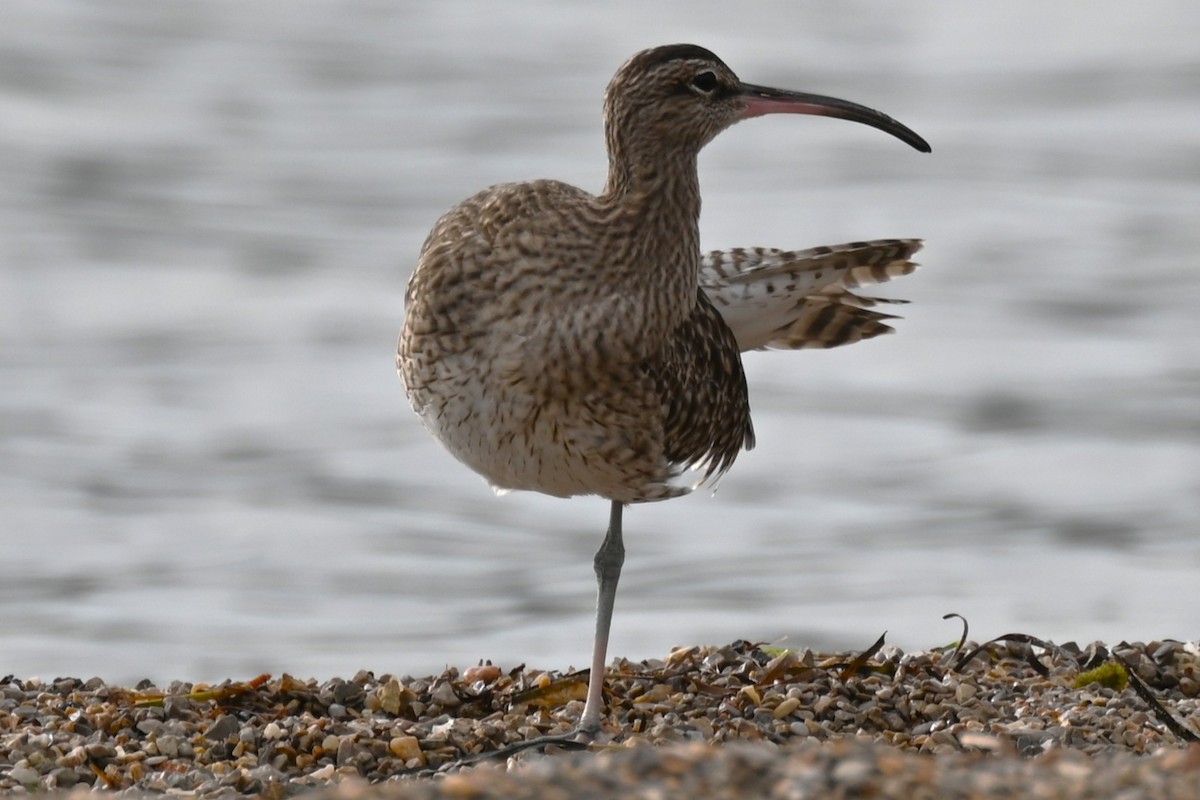 Eurasian Whimbrel - ML646236273