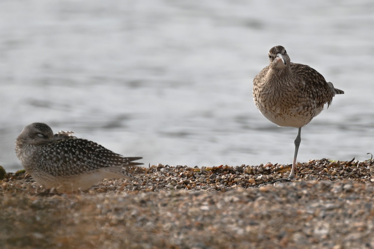 Eurasian Whimbrel - ML646236274