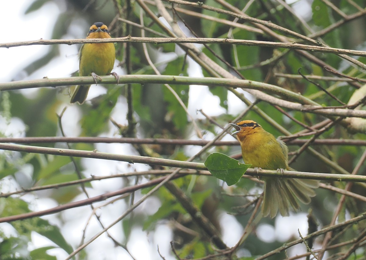 Orange-browed Hemispingus - ML646236275