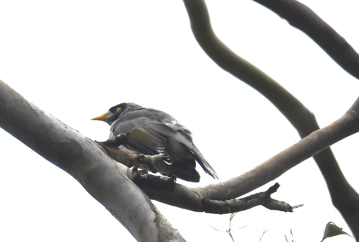 Noisy Miner - ML646236276
