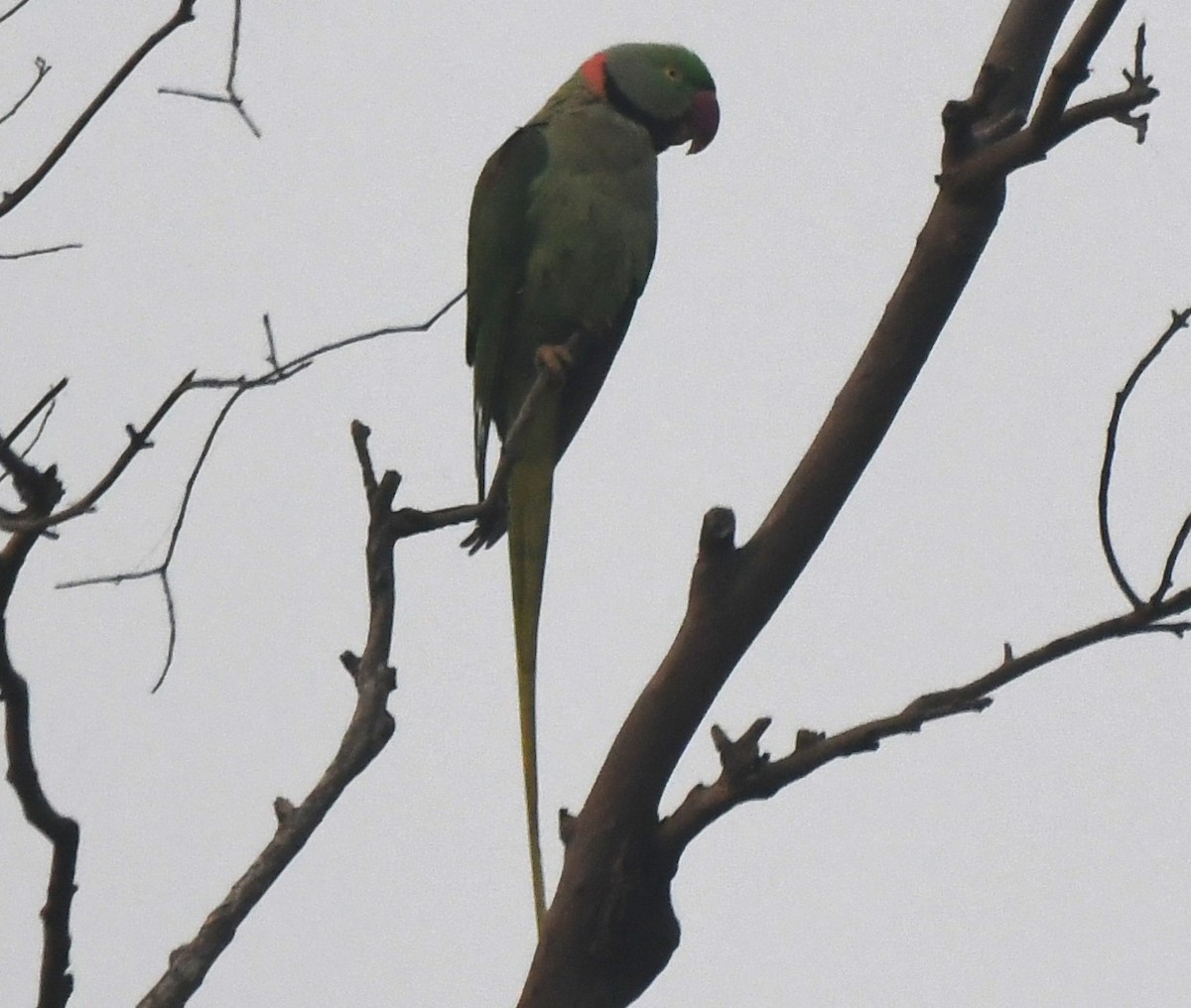 Alexandrine Parakeet - ML646236277
