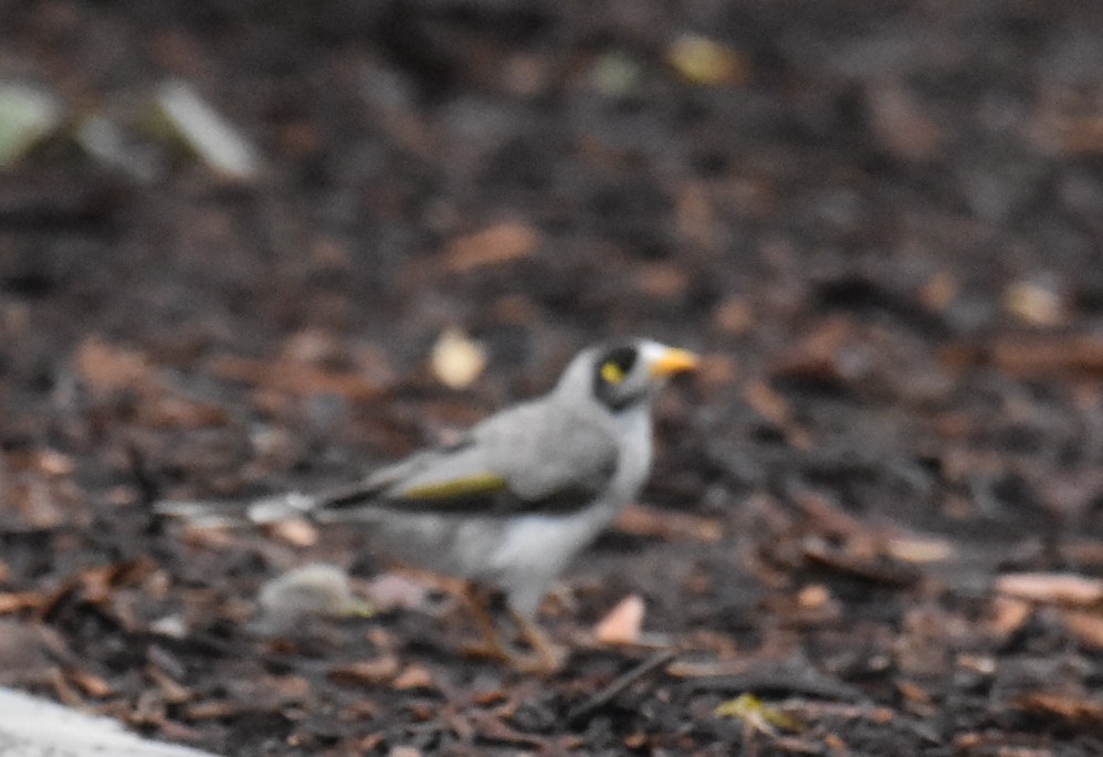 Noisy Miner - ML646236280