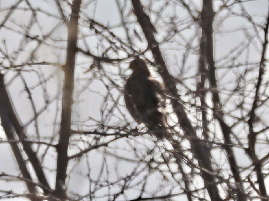 Mourning Dove - ML646236281