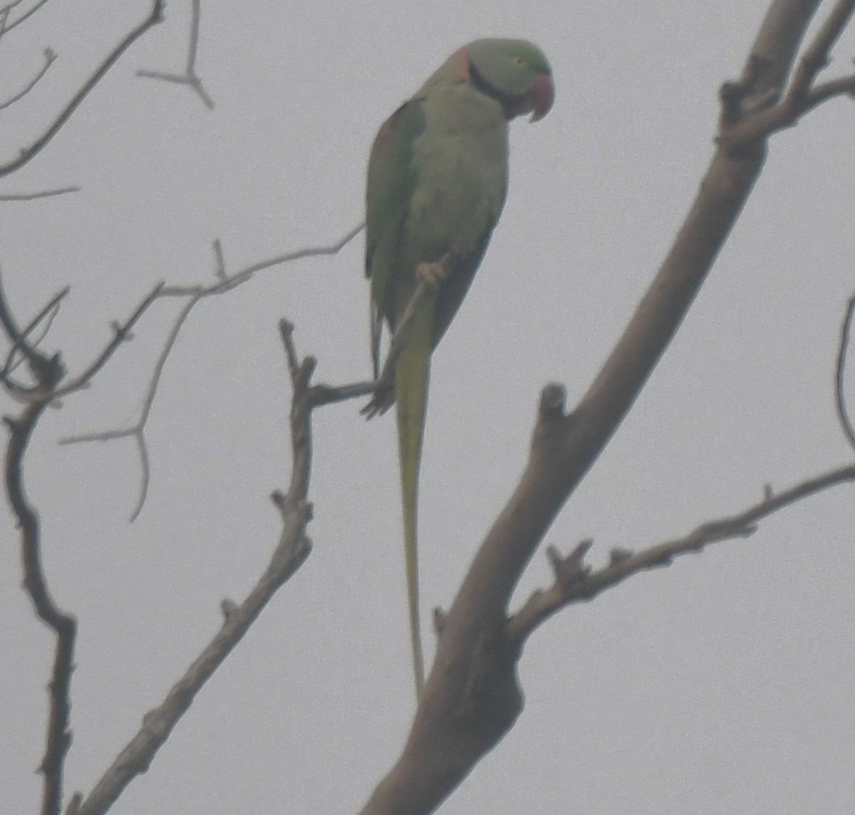 Alexandrine Parakeet - ML646236282