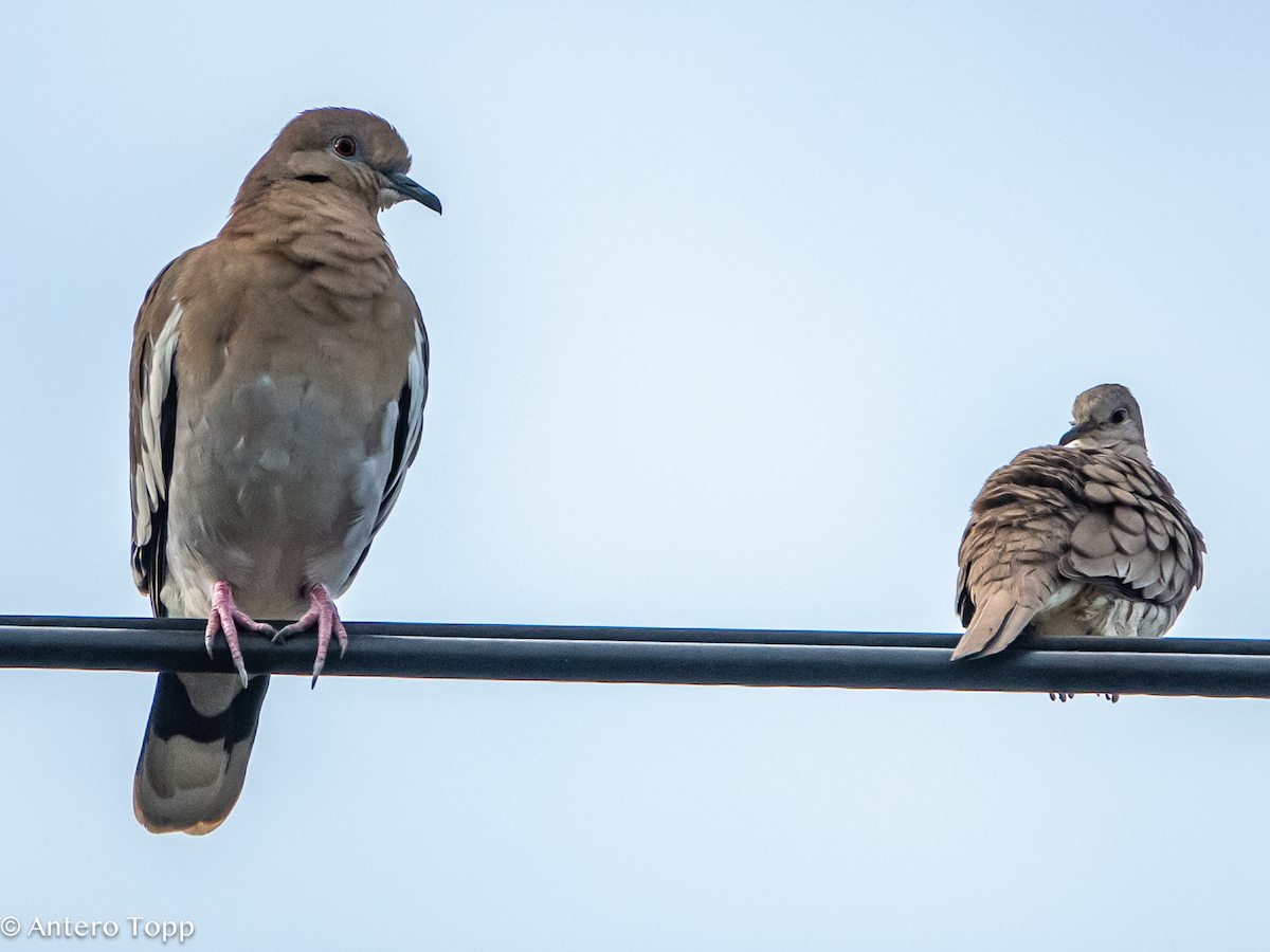 White-winged Dove - ML646236283