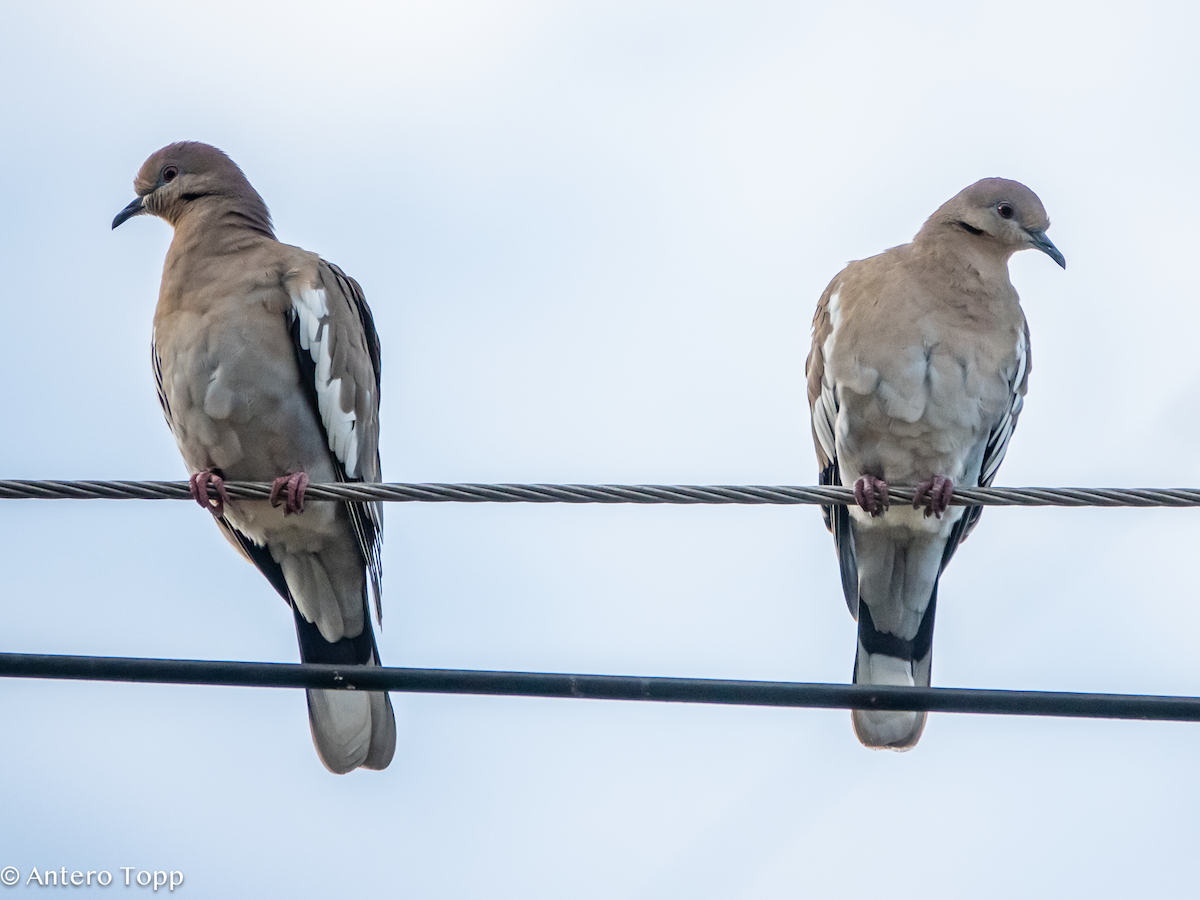 White-winged Dove - ML646236284