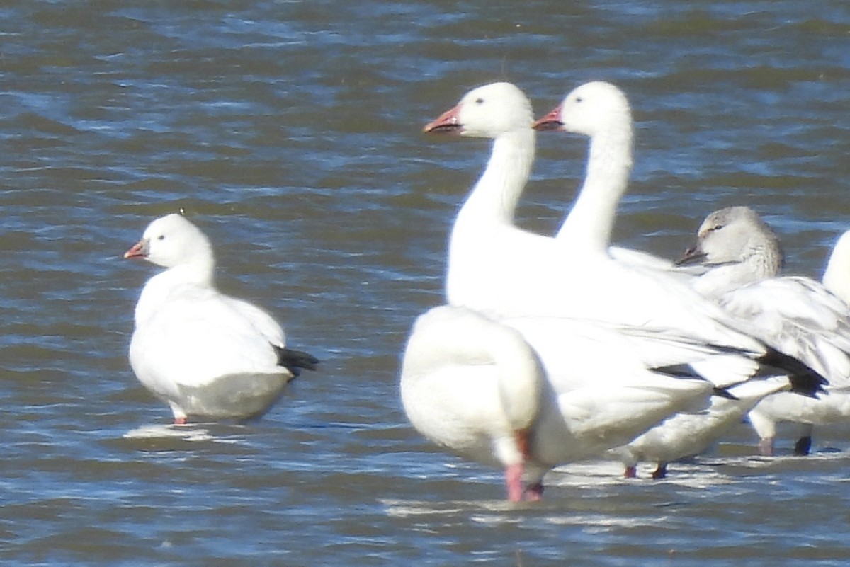 Ross's Goose - ML646236285