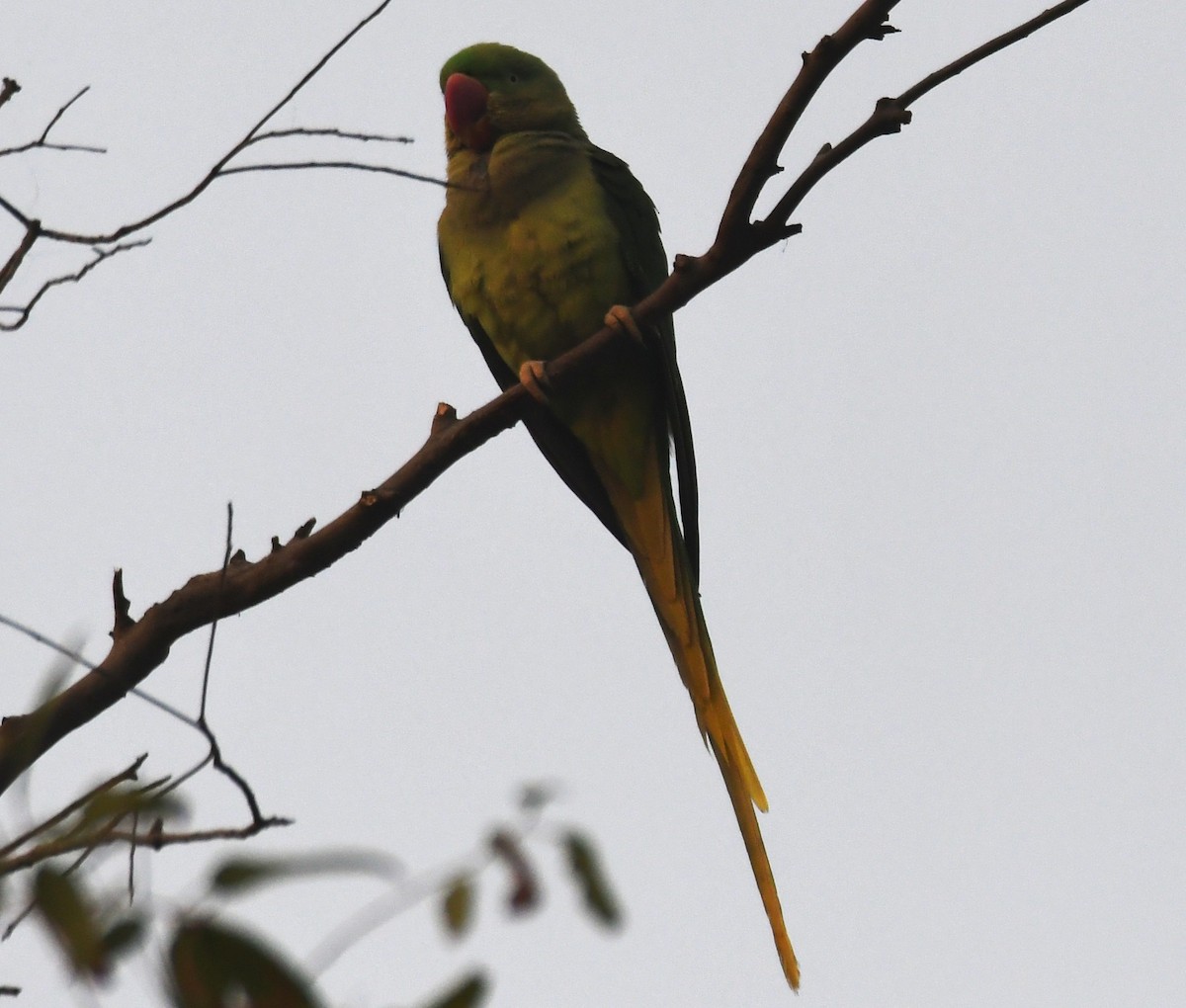Alexandrine Parakeet - ML646236286