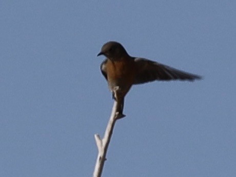 Western Bluebird - ML646236287