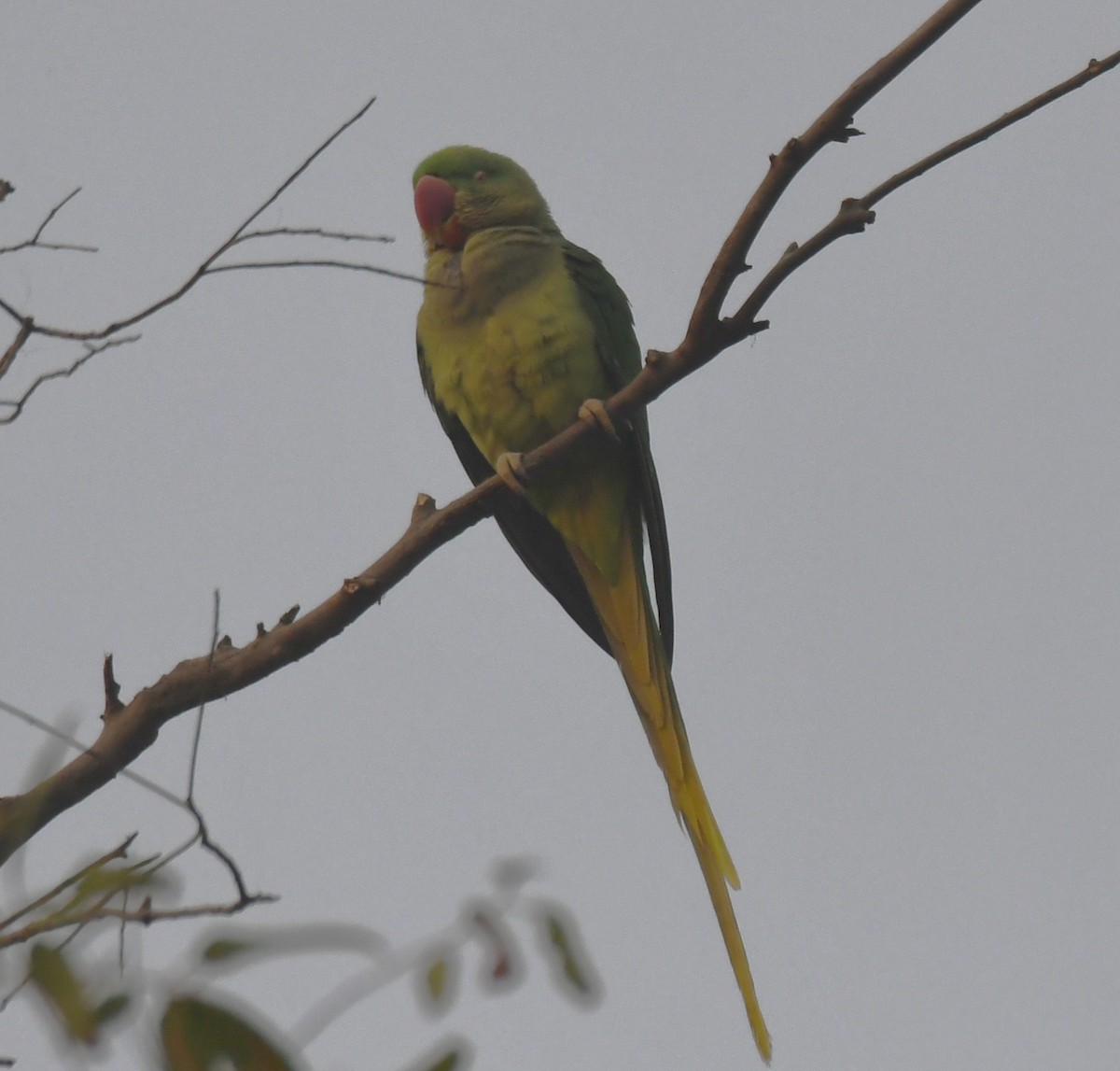 Alexandrine Parakeet - ML646236288