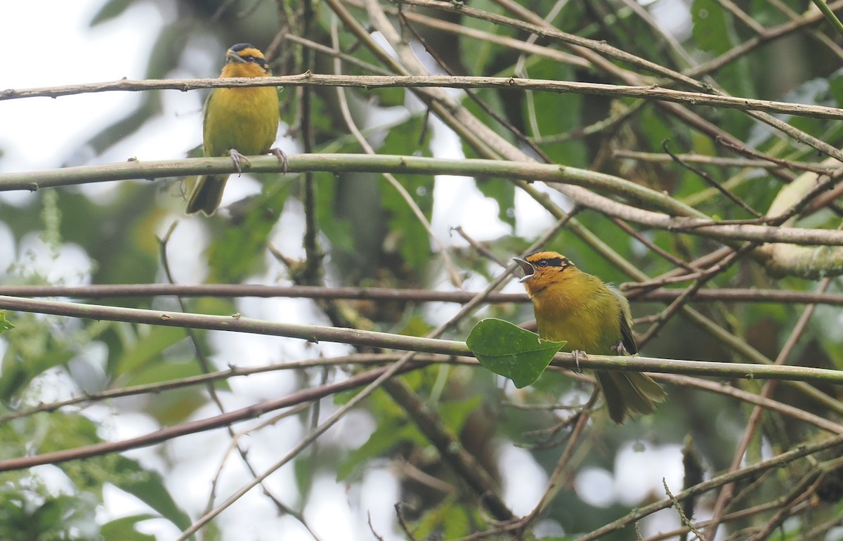 Orange-browed Hemispingus - ML646236289