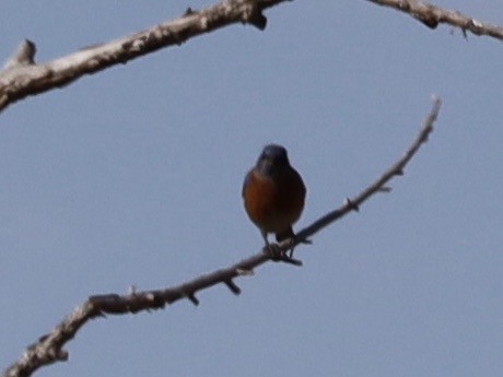 Western Bluebird - ML646236290