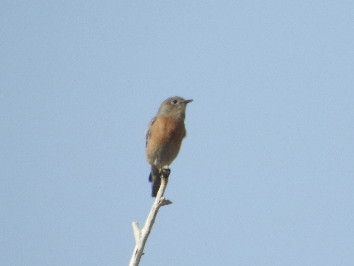 Western Bluebird - ML646236293