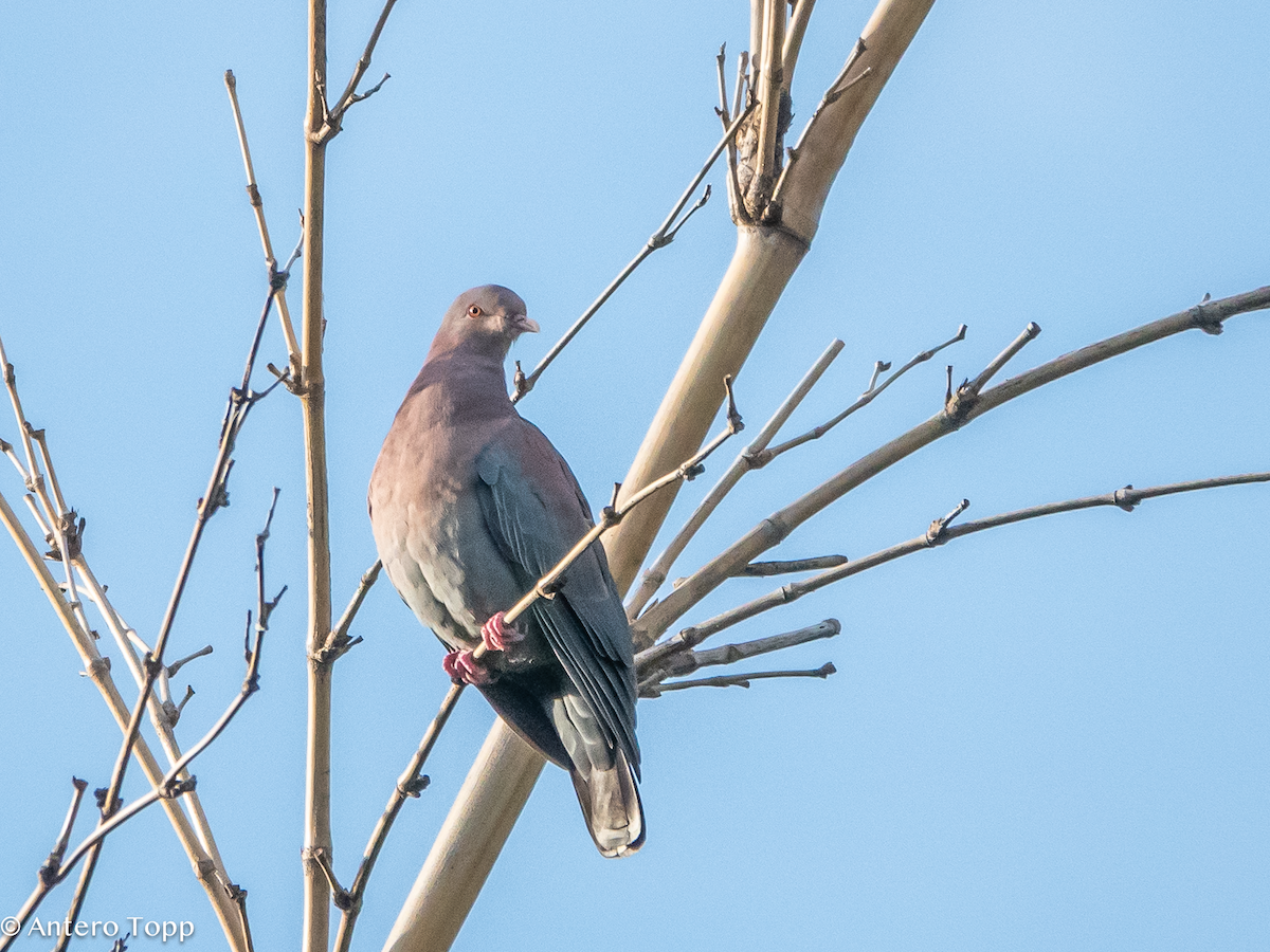 Red-billed Pigeon - ML646236294