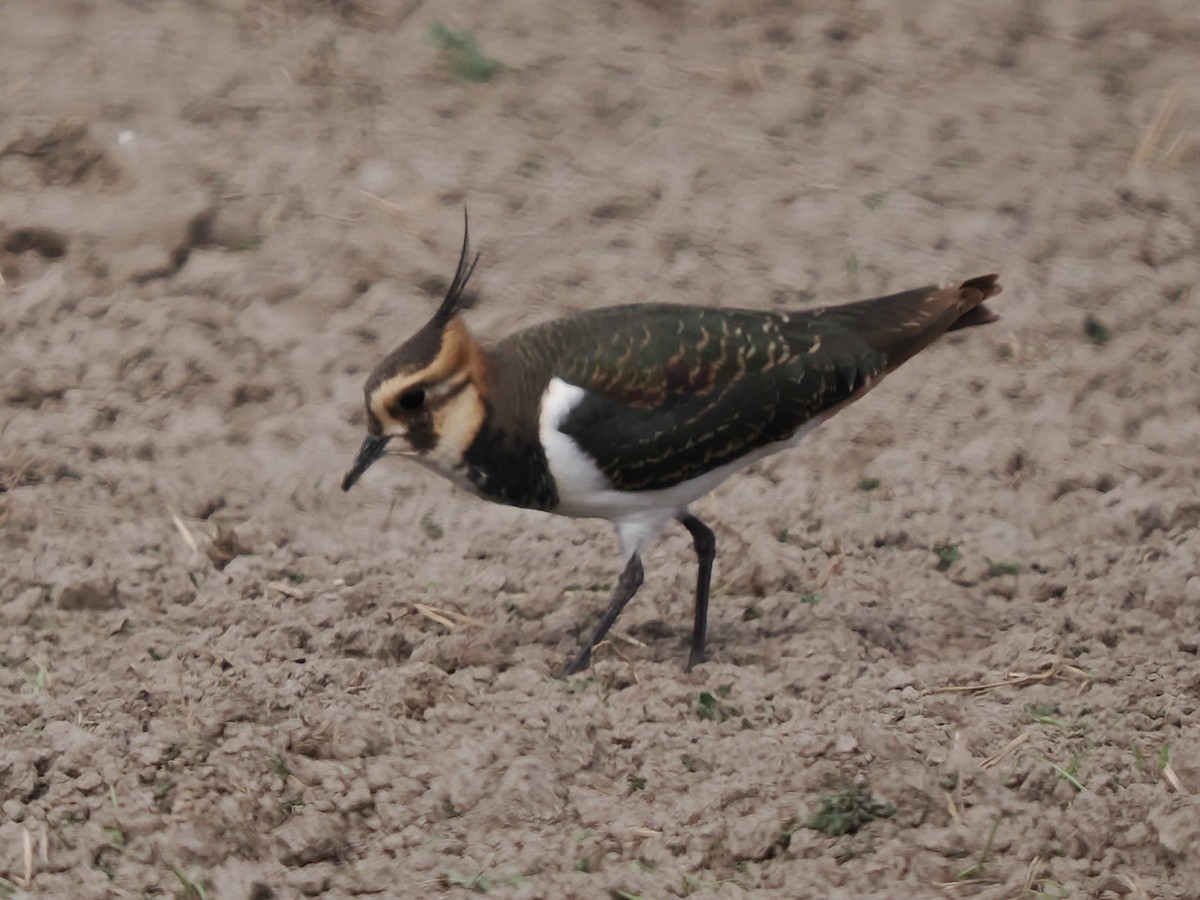 Northern Lapwing - ML646236295