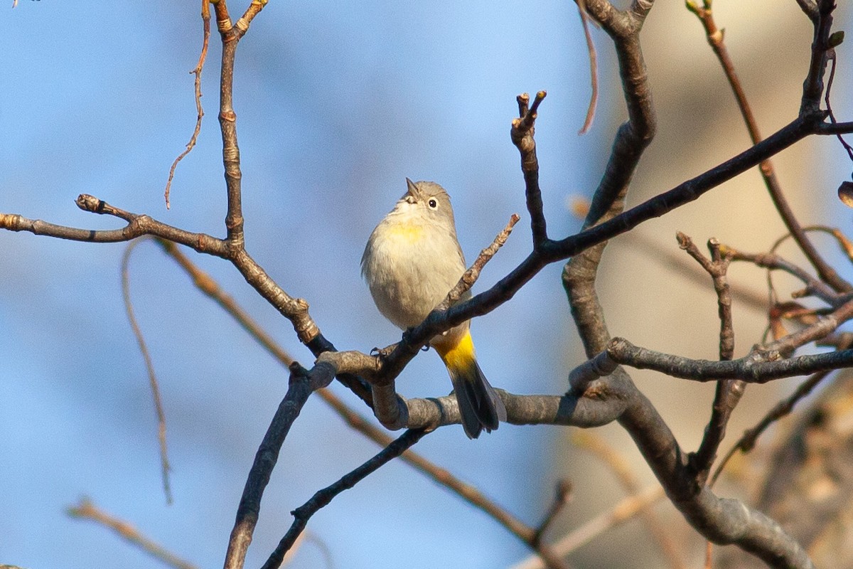 Virginia's Warbler - ML646236296
