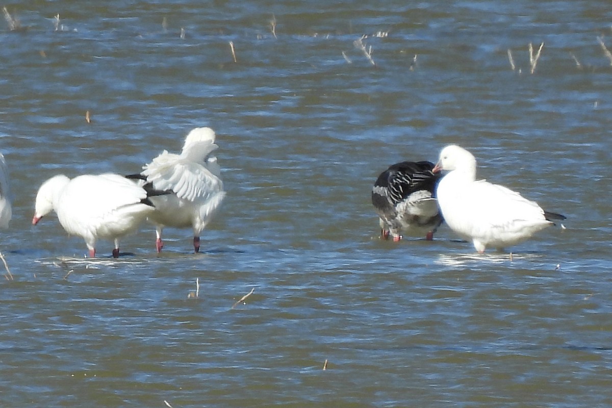 Ross's Goose - ML646236297
