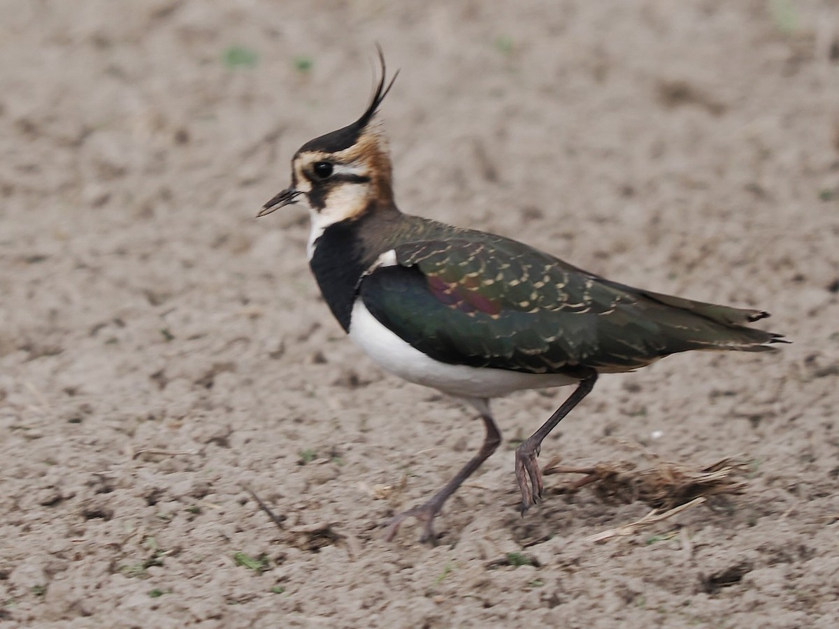 Northern Lapwing - ML646236300