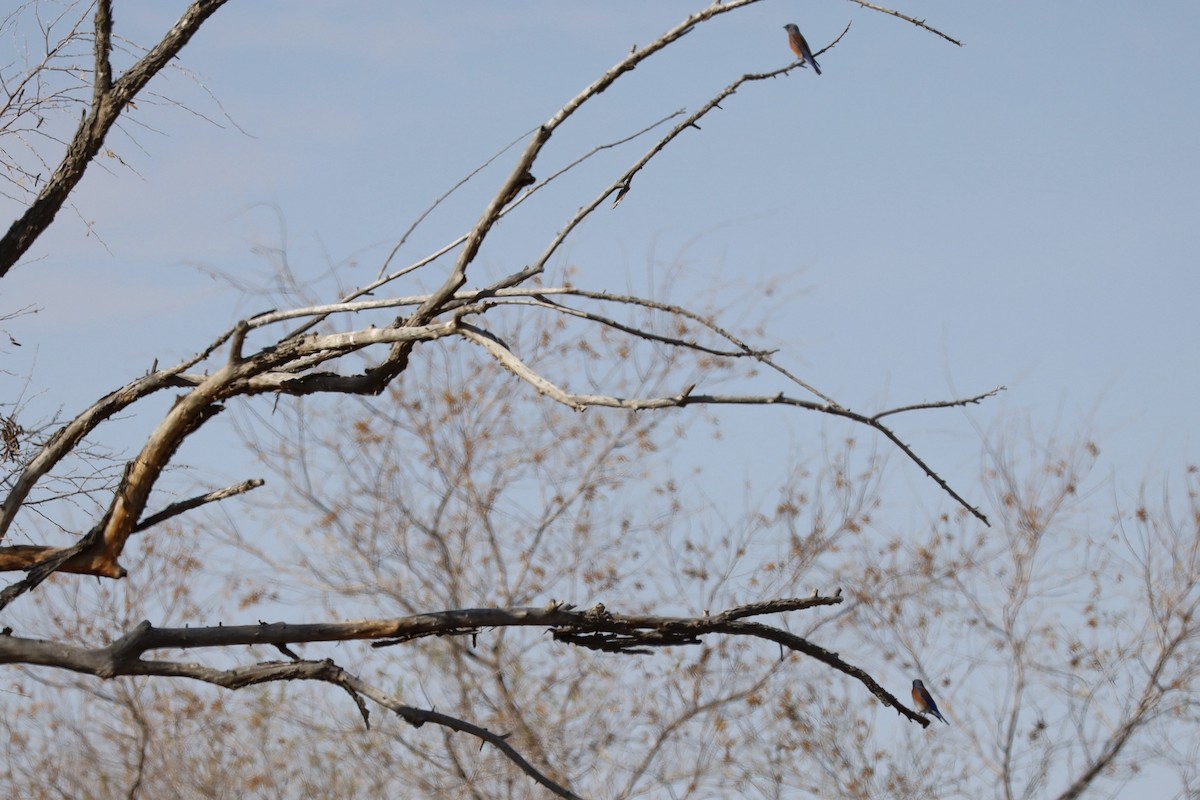 Western Bluebird - ML646236301