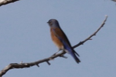 Western Bluebird - ML646236304