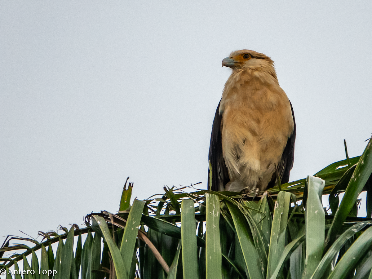 Yellow-headed Caracara - ML646236308