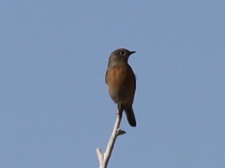 Western Bluebird - ML646236309