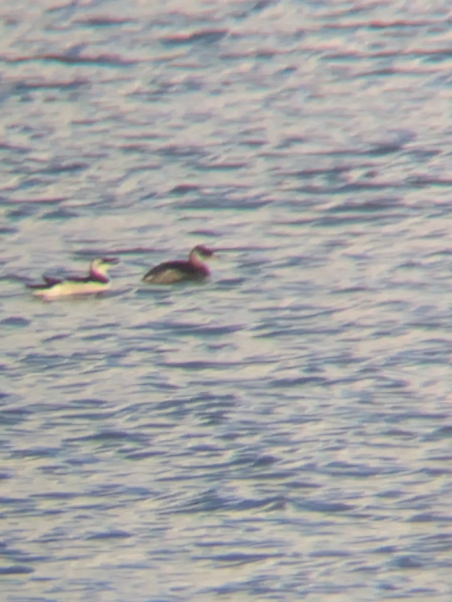 Red-necked Grebe - ML646236310