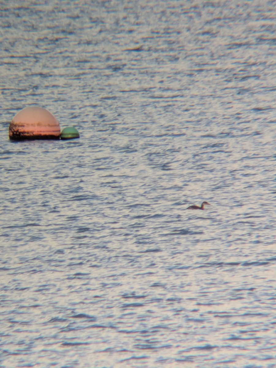 Red-necked Grebe - ML646236311