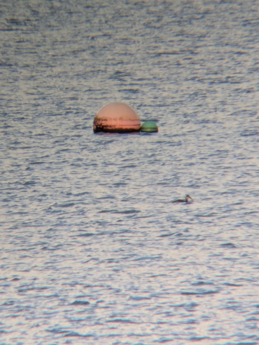 Red-necked Grebe - ML646236312