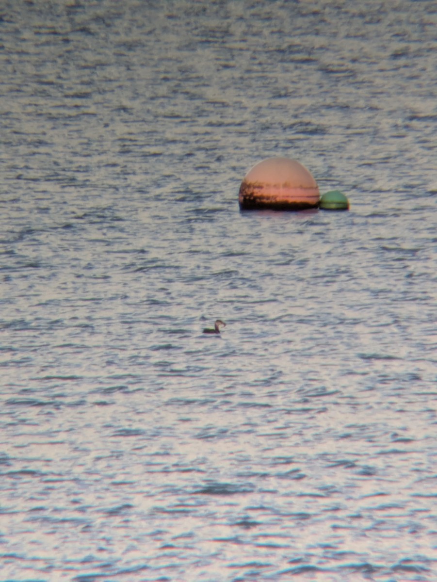 Red-necked Grebe - ML646236313