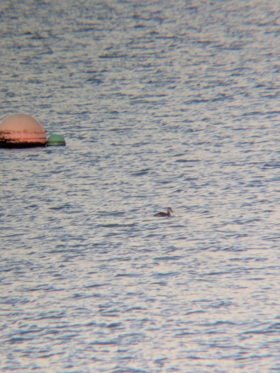 Red-necked Grebe - ML646236314