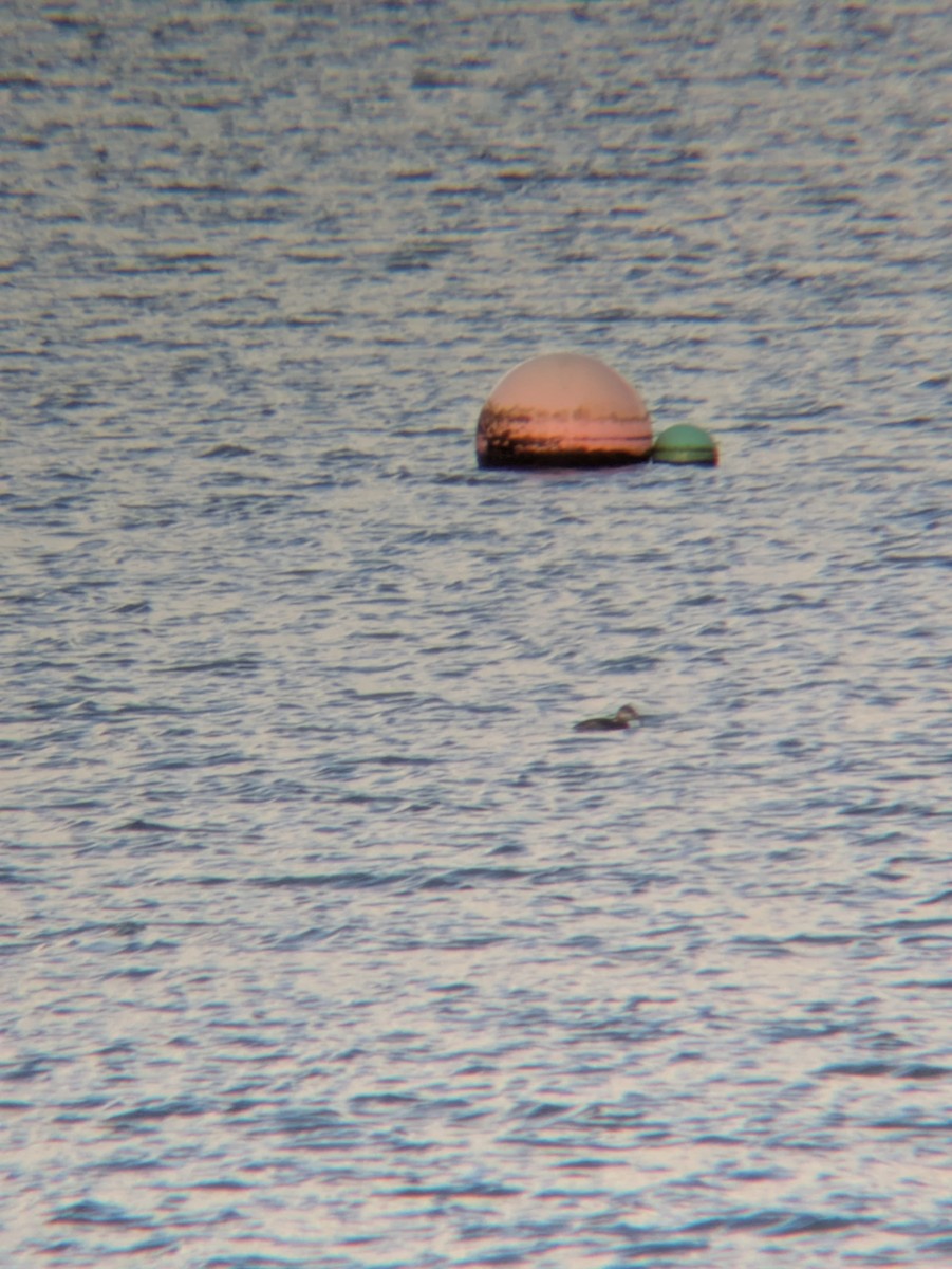 Red-necked Grebe - ML646236315