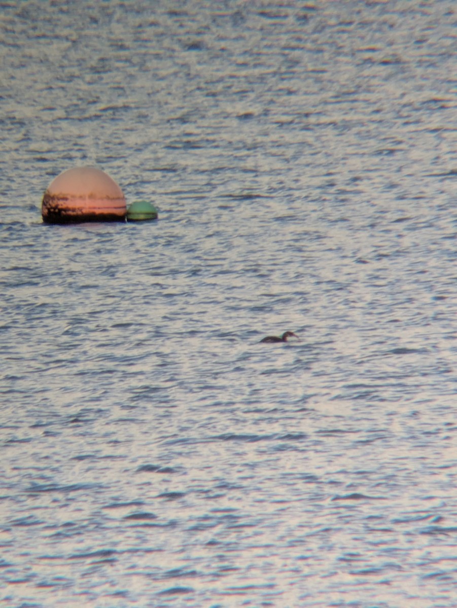 Red-necked Grebe - ML646236316