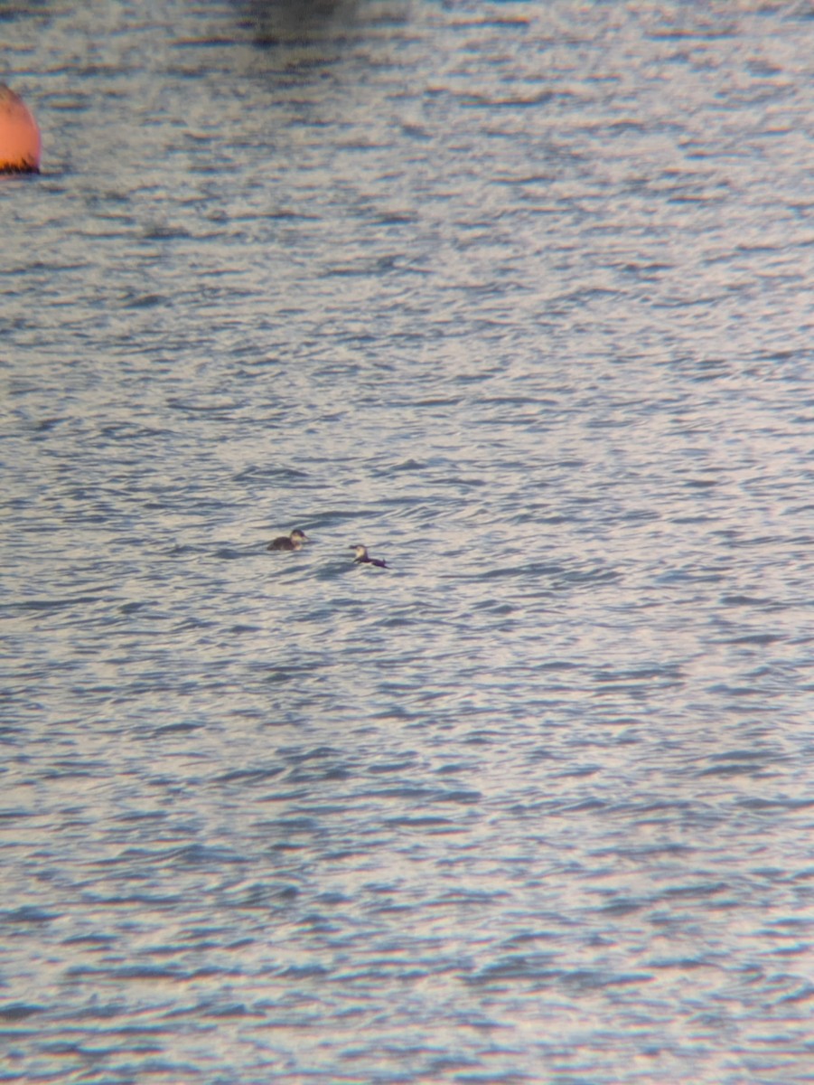 Red-necked Grebe - ML646236317