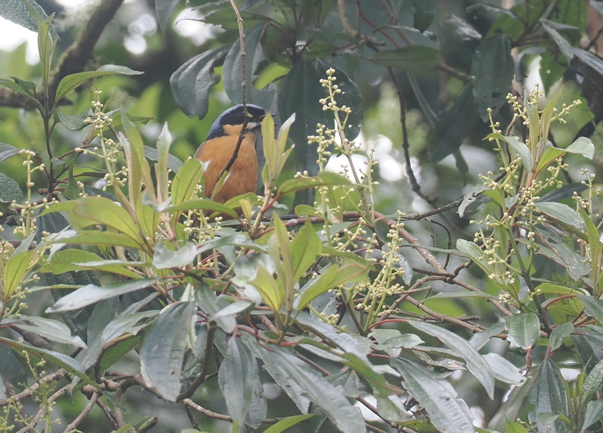 Tangara à ventre marron - ML646236319