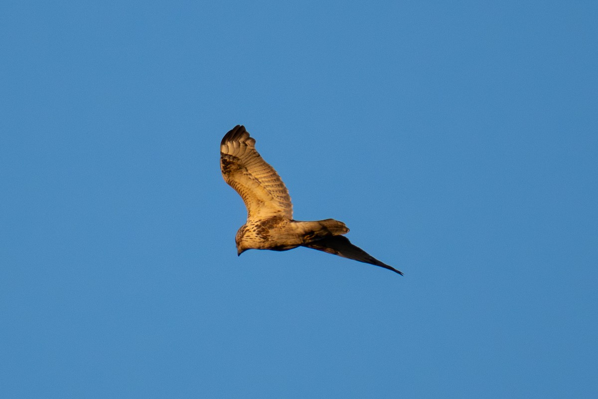 Eastern Marsh Harrier - ML646236322
