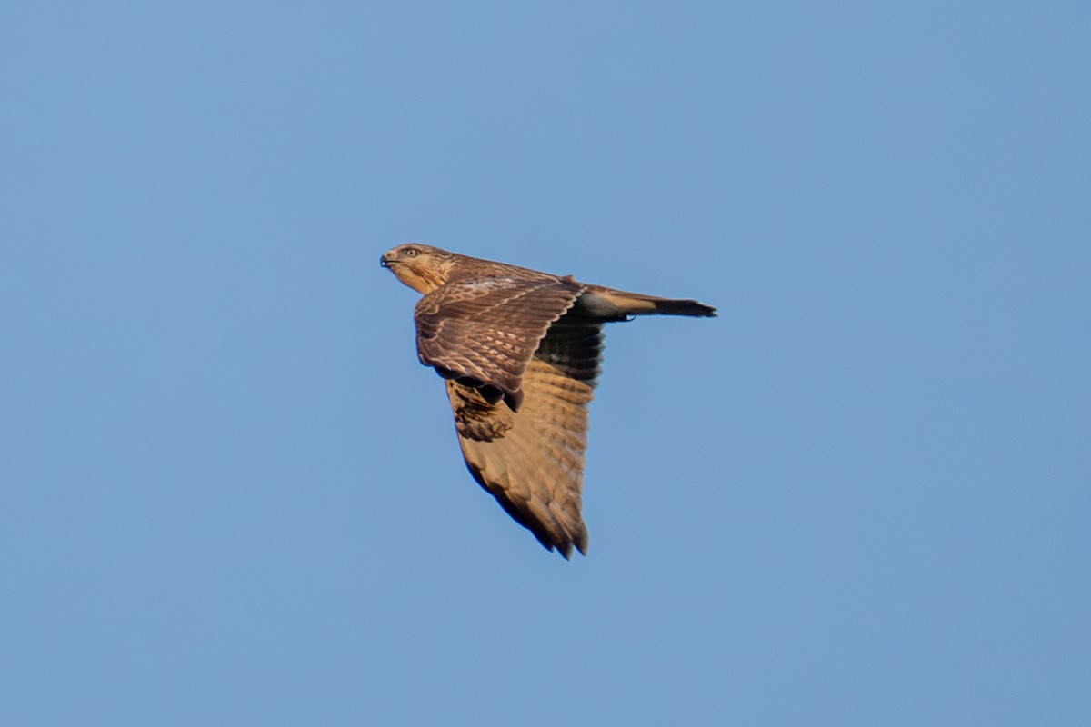 Eastern Marsh Harrier - ML646236323