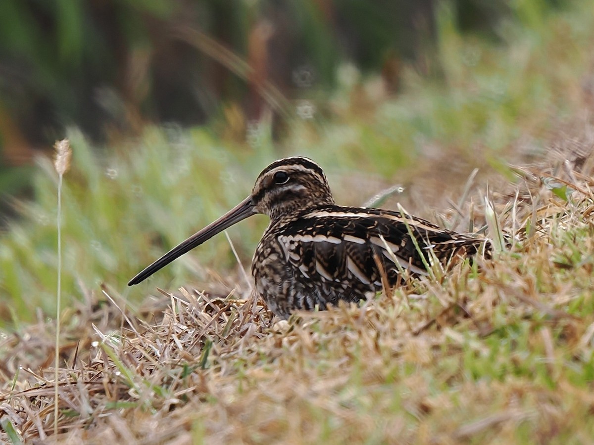 חרטומית ביצות - ML646236324