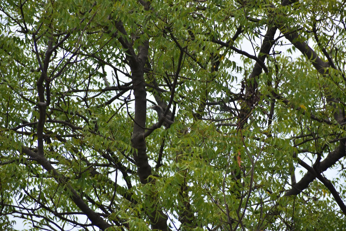 Indian Gray Hornbill - ML646236331