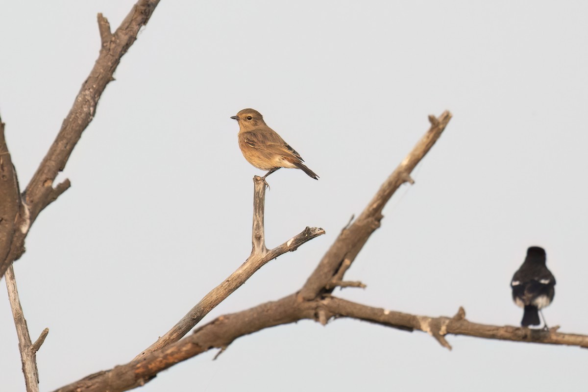 Pied Bushchat - ML646236343